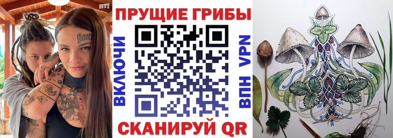 где найти   Буй  Псилоцибиновые грибы Psilocybine cubensis 
